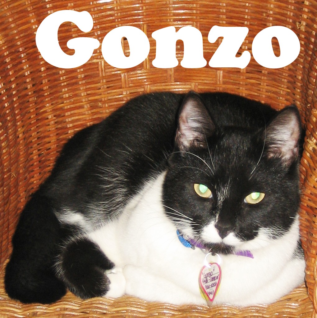 Photo 1 from SHELTER ANIMAL RESOURCE ALLIANCE (S.A.R.A.)